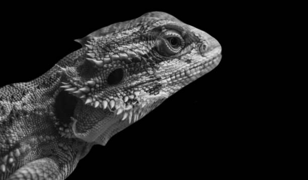Big Lizard Closeup In The Black Background Big Lizard Closeup In The Black Background giant bearded dragon stock pictures, royalty-free photos & images