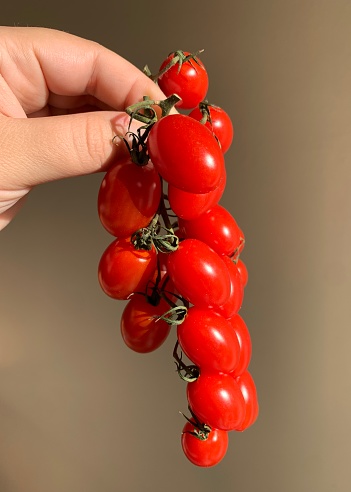 Woman's Hand Holding Bright Red, Sweet Cherry Tomatoes on the Vine in Bright Sunlight