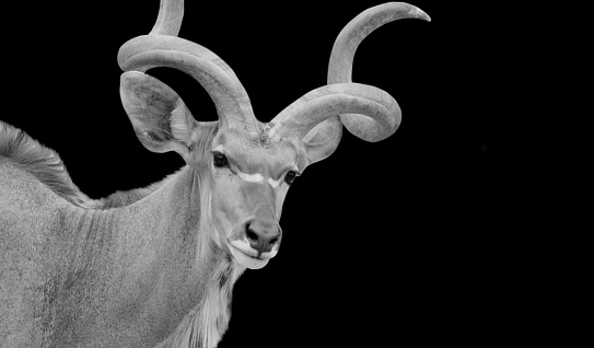 Big Horned Male Kudu Antelope In The Dark Background