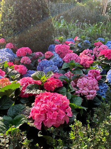 Assorted Brightly-Colored Pink & Blue Hydrangea Flower Plants in Full-Bloom With Bright Sunlight Beams Shining In Over Them In a Cozy Garden in Florida in the Spring of 2023
