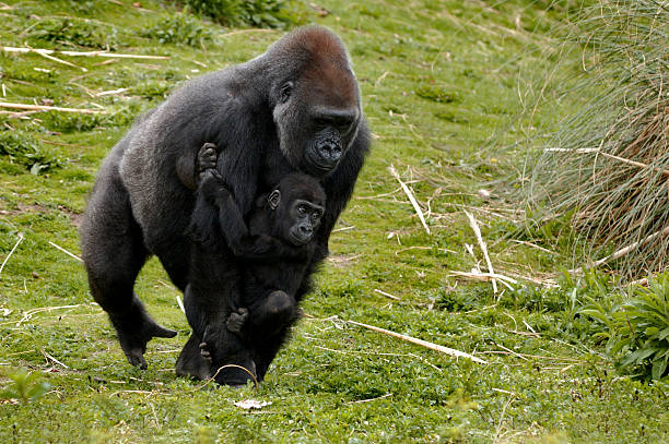 gorillas показывает любви между родителями и детьми - gorilla west monkey wildlife стоковые фото и изображения