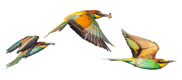 istock beautiful wild birds in flight, isolated on white 1475364494