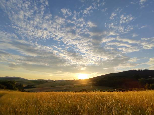 istock Beautiful decorading grass during sunrise or sunset in nature. 1475365334
