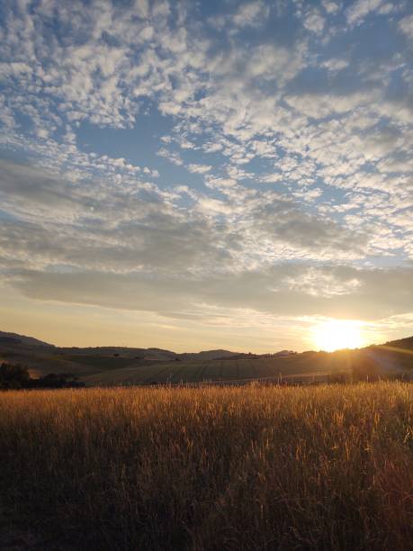 istock Beautiful decorading grass during sunrise or sunset in nature. 1475365369