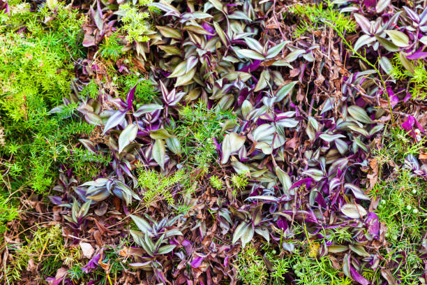 istock Dense herbaceous vegetation with green grass and purple-green leaves. 1475365859