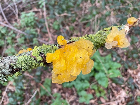 Yellow brain fungus (Tremella mesenterica) on lichen covered twig in March