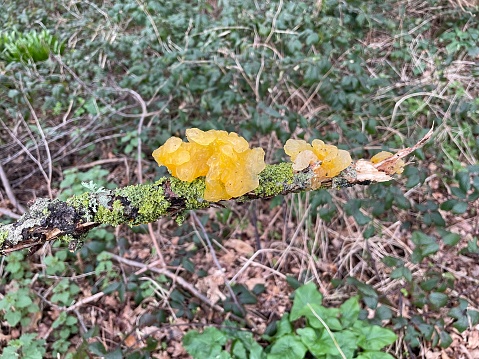 Yellow brain fungus (Tremella mesenterica) on lichen covered twig in March