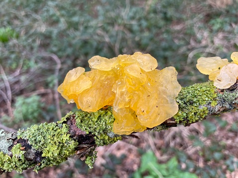 Yellow brain fungus (Tremella mesenterica) on lichen covered twig in March