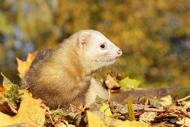 istock Ferret play with yellow autumn leaves 147536758
