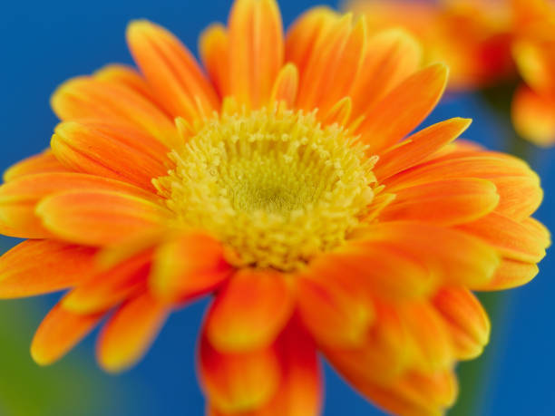istock A beautiful gerbera flower on a blue background 1475369263