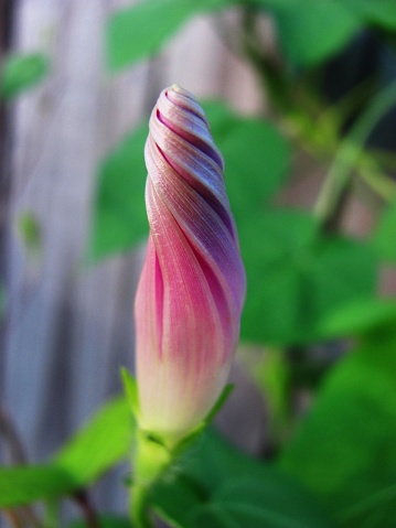 A closed morning glory flower in shades of pink and purple.