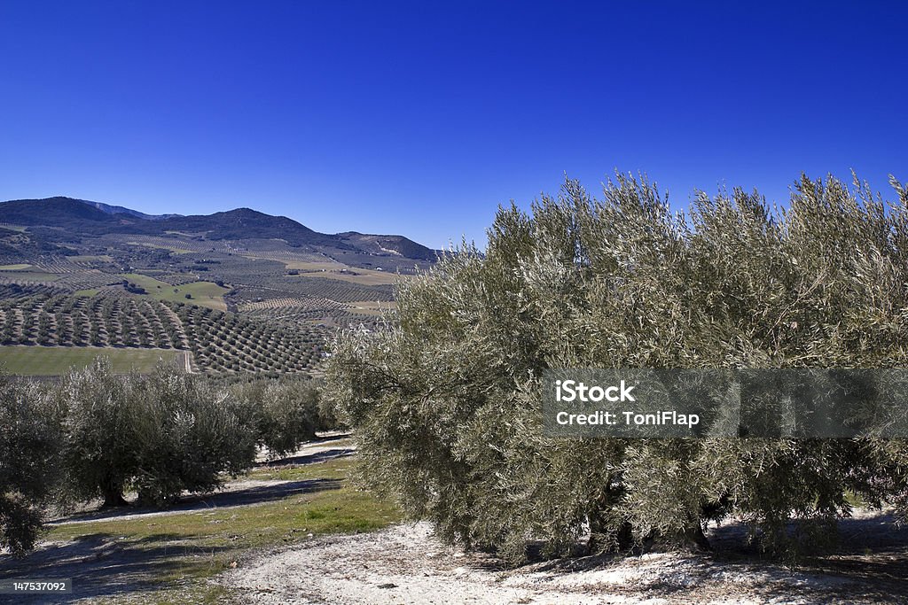 Olive grove - Foto de stock de Agricultura royalty-free