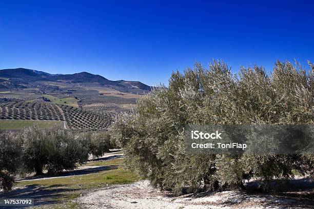 Foto de Olive Grove e mais fotos de stock de Agricultura - Agricultura, Ajardinado, Andaluzia