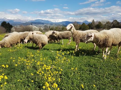 sheeps feeding on meadow in spring season green grass in ioannina greece