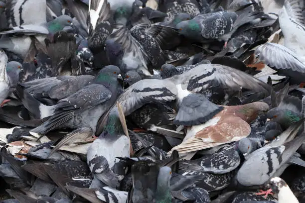 Crowd of birds. Big flock of street pigeons - Columba livia forma urbana - fighting for feed as a background