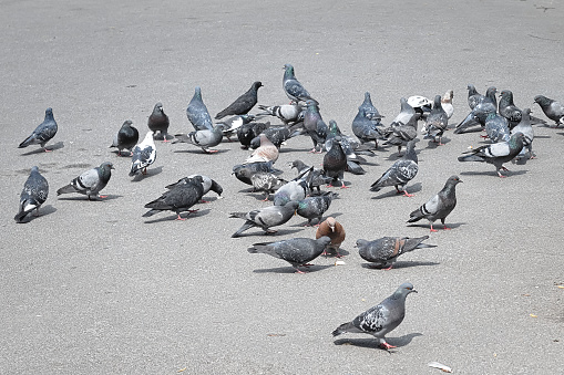 A flock of pigeons on the pavement pick up the bread that they throw