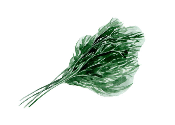 新鮮なディル植物の水彩イラスト - herb chive parsley herb garden点のイラスト素材／クリップアート素材／マンガ素材／アイコン素材