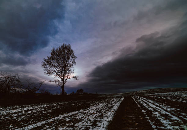 winter landscape, trees in winter