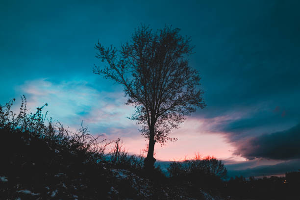 silhouette of lone tree at evening with cloudy sky in the background