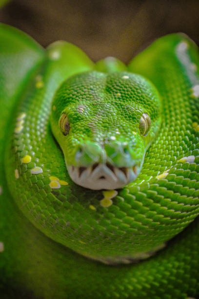 녹색 python  - green tree python 뉴스 사진 이미지