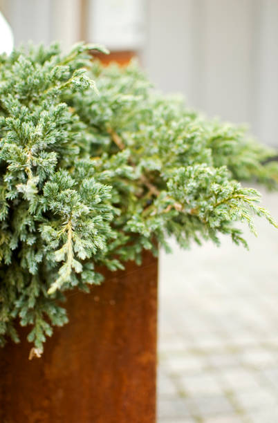 istock Green plants in corten flower pot close up. 1475380302