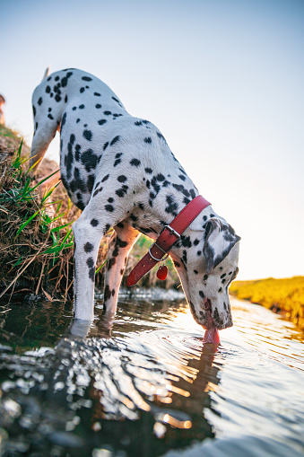 Beautiful dalmatian dog drinking from river with red collar.Beautiful natrue in sunset. Green grass. Low angle