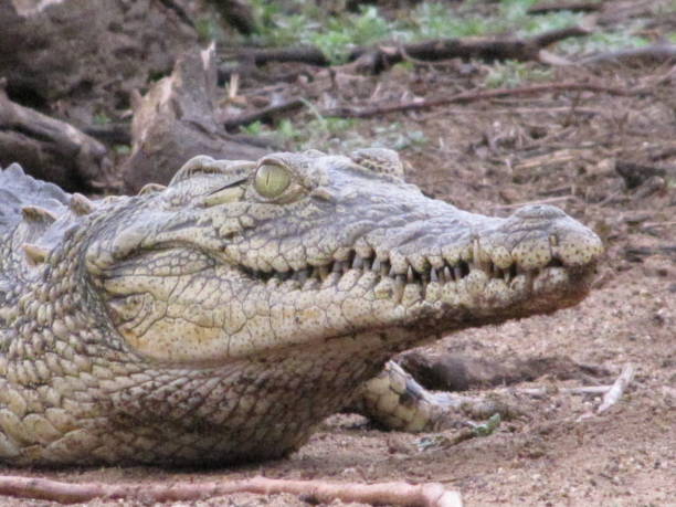 istock Crocodile in Kruger National Park 1475381196