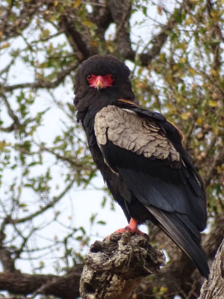 istock Bateleur in Kruger National Park 1475381227
