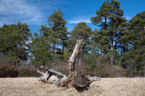 a dead tree trunk lies on dry grass. In the background coniferous trees against a blue sky with delicate clouds. The sun is shining.