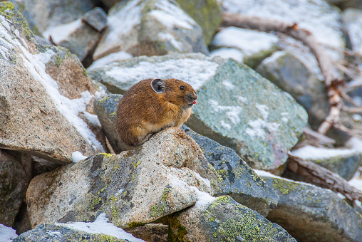 An Alpine marmot in the mountains shows its teeth