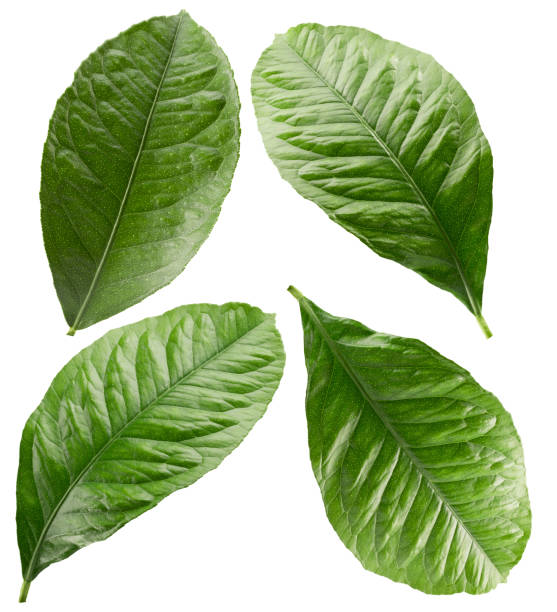istock collection of orange leaves isolated on a white background 1475384604