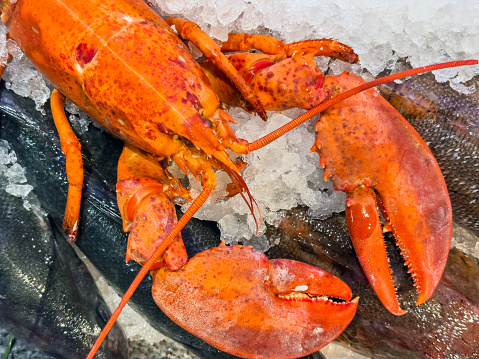 Steamed red lobster on a wooden cutting board with parsley and lemon