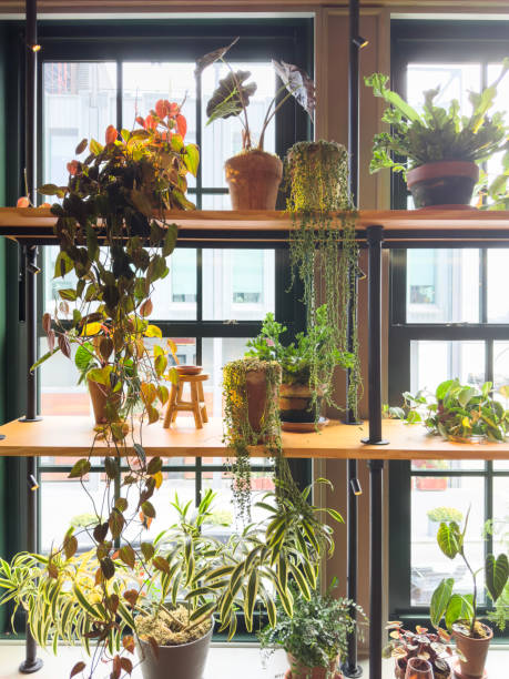 istock Flowers in window sill 1475384959