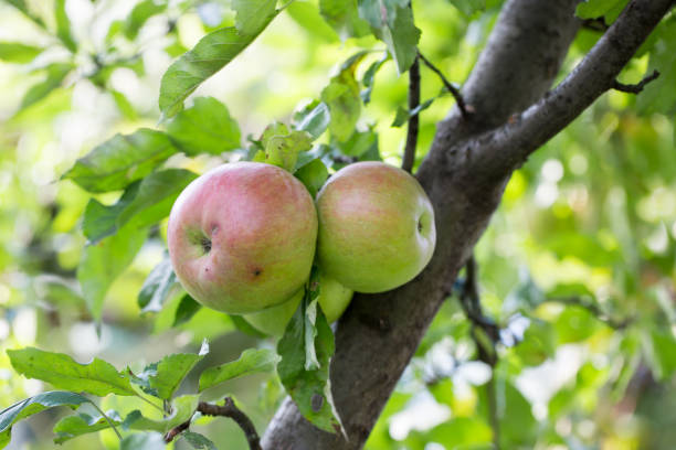 istock close up of apples on the tree 1475385726