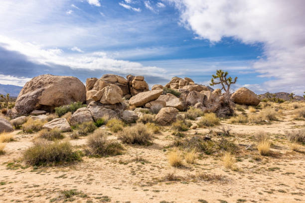 istock Joshua Tree National Park 1475385795