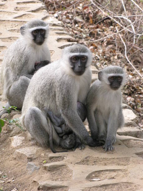istock Vervet Monkeys in Kruger National Park 1475386662