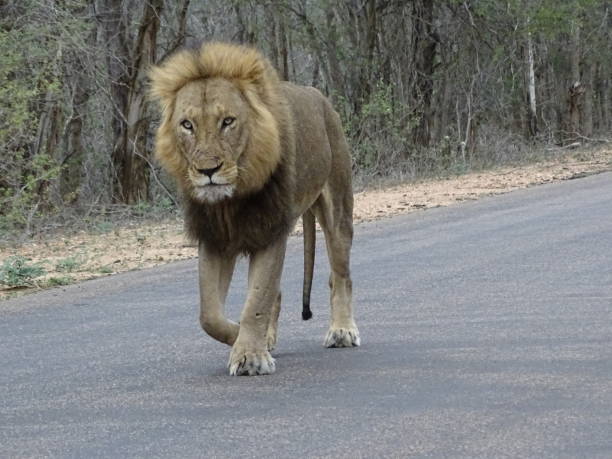 istock A male lion in Kruger National Park 1475386692