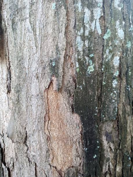 istock Dry bark texture in garden. 1475386990