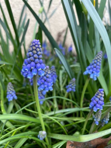 istock Blue Grape Hyacinths - Muscari armenicum 1475387972