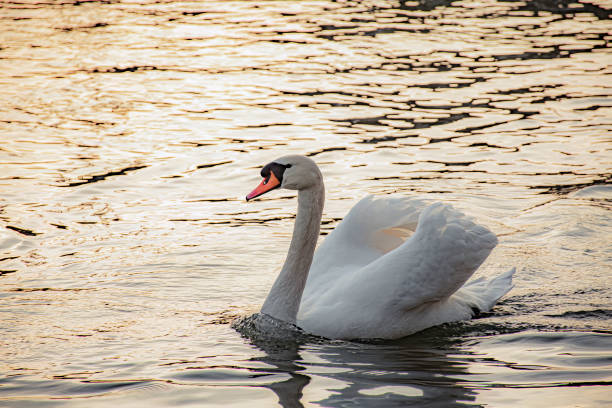 istock white swan  on the water 1475389431