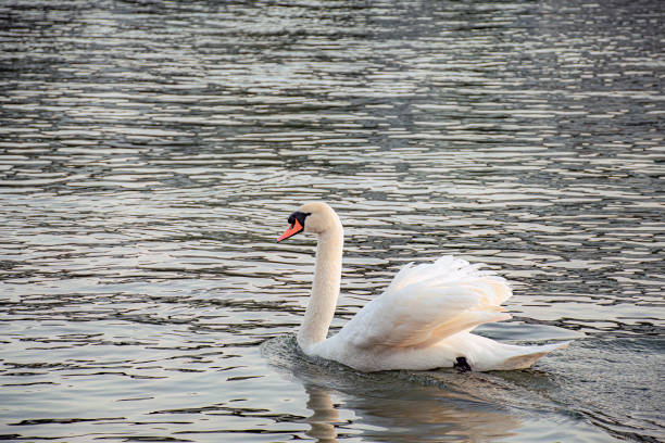 istock white swan  on the water 1475390204