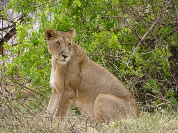 istock A lion in Lake Manyara 1475390683