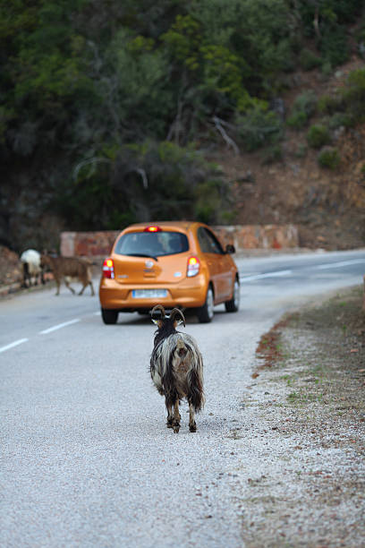 Mutton on the road an orange car driving pass goats