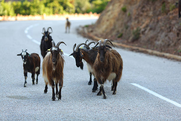 Herd of goats walking on paved mountain road