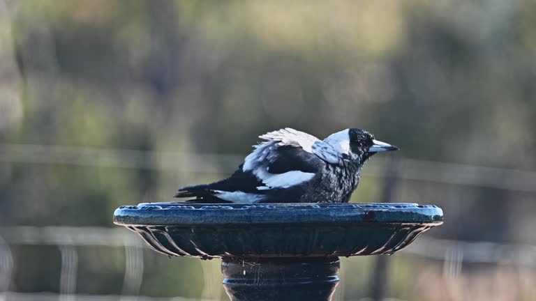 Australian Magpie (Gymnorhina tibicen)