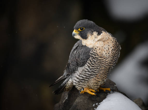 istock Peregrine Falcon 1475395130