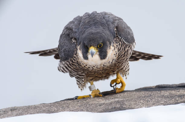 istock Peregrine Falcon 1475395229