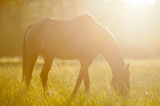 istock Horse surrounded by grasslands in Poland 147539581
