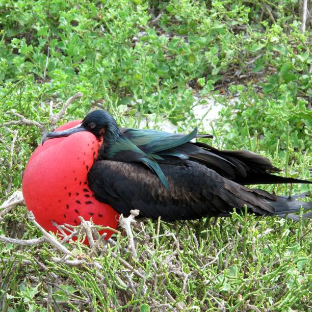 A Male Frigate Bird A male Frigate bird with his red pouch fully inflated.The birds use this inflated pouch to attract a mate and they can actually fly with the pouch fully inflated. fregata minor stock pictures, royalty-free photos & images
