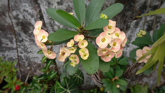 crown of thorns or Euphorbia milii in a small garden